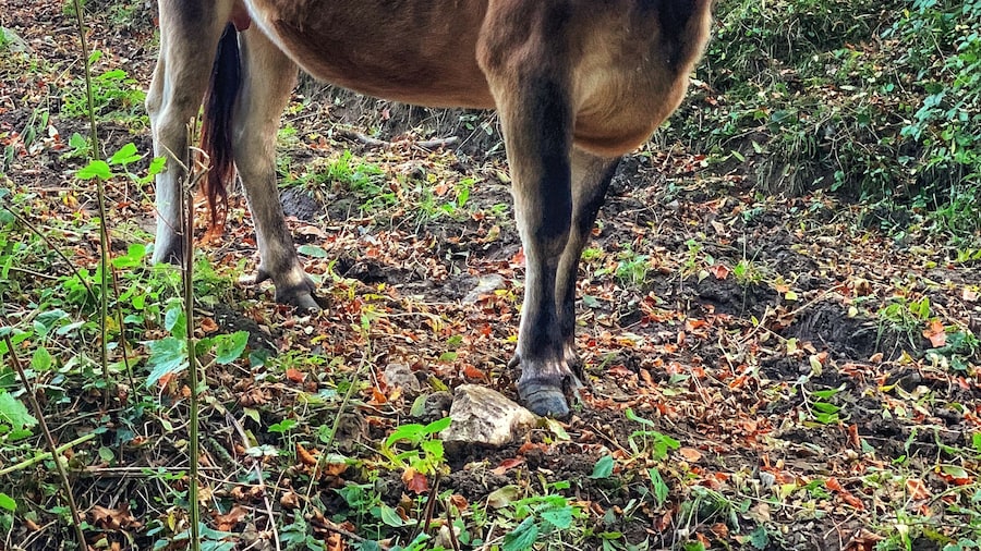 On the way up to the Hill Fort, was met by this beau bovine!