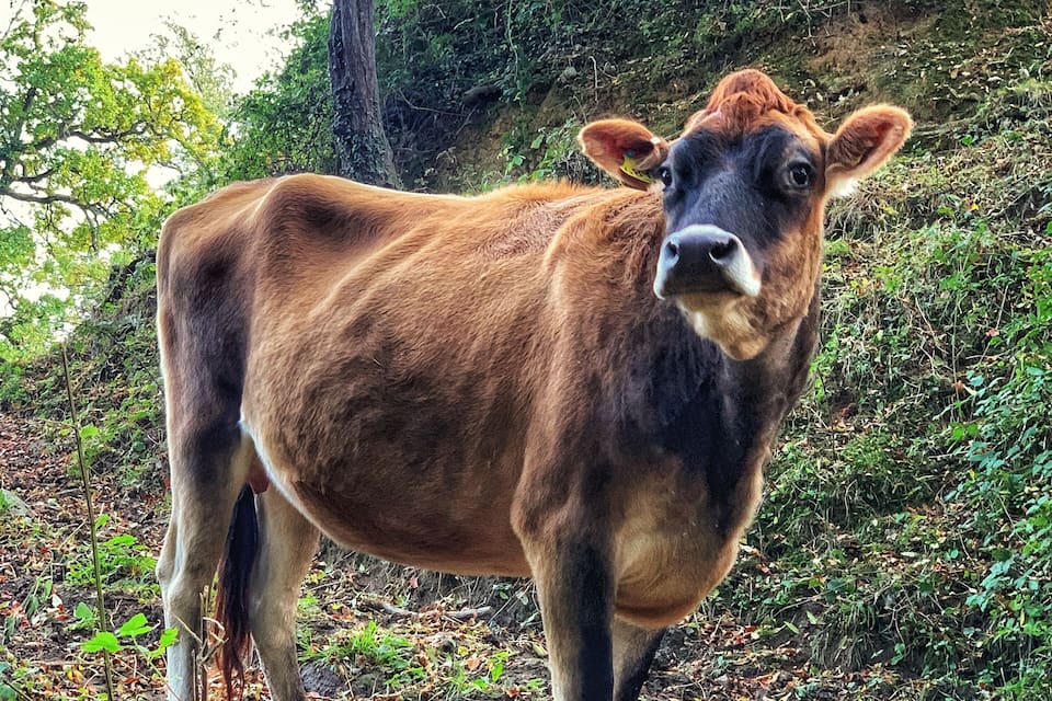 A brown cow standing on a forested hillside with trees and underbrush.