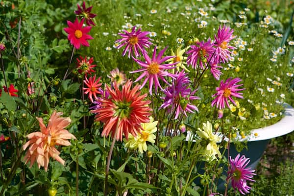 Royal Victoria Park which includes flowers and a garden
