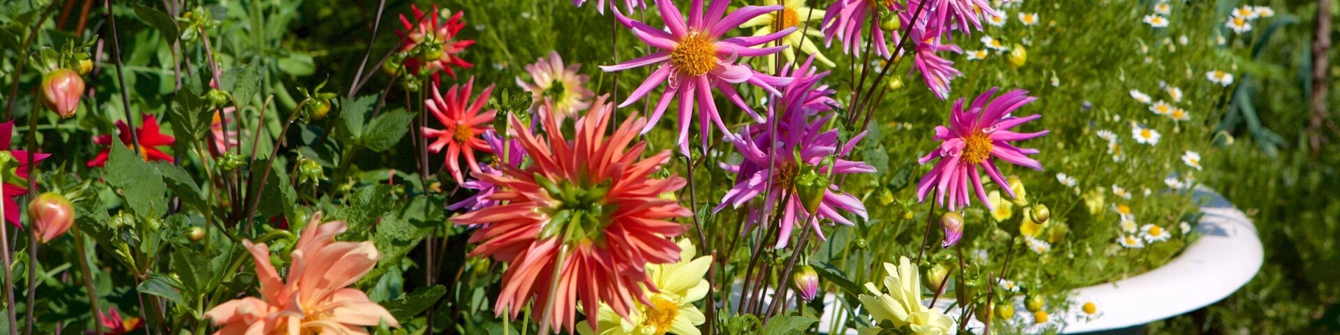 Royal Victoria Park mostrando um jardim e flores