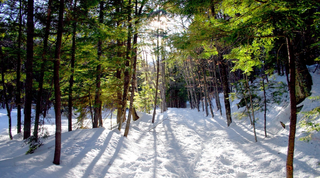 winter in new england, usa