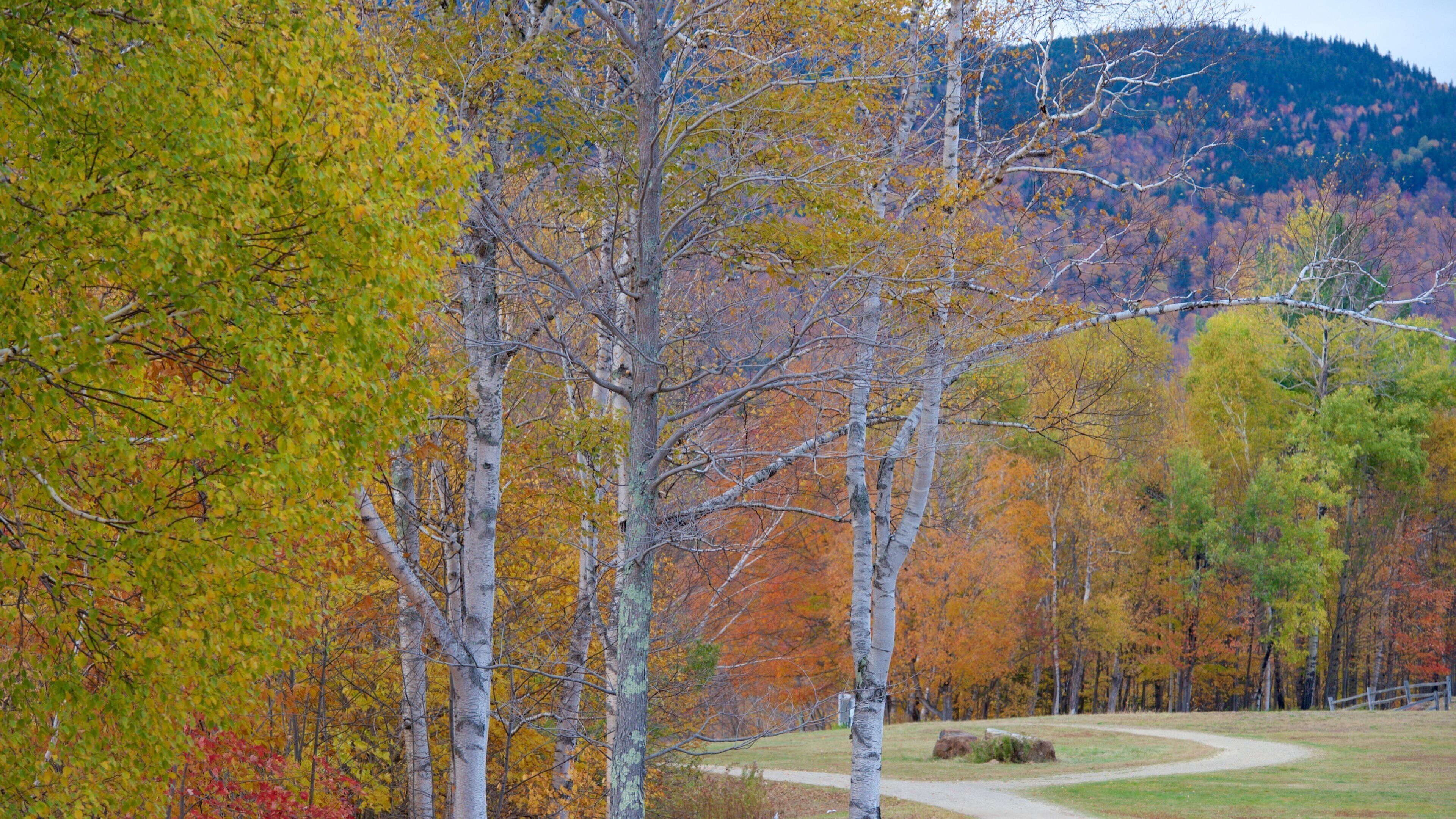 Mount Washington State Park which includes autumn leaves and a garden