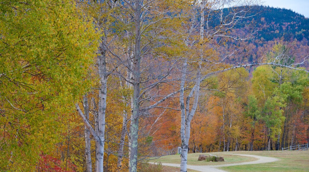 Mount Washington State Park qui includes jardin et couleurs d\'automne