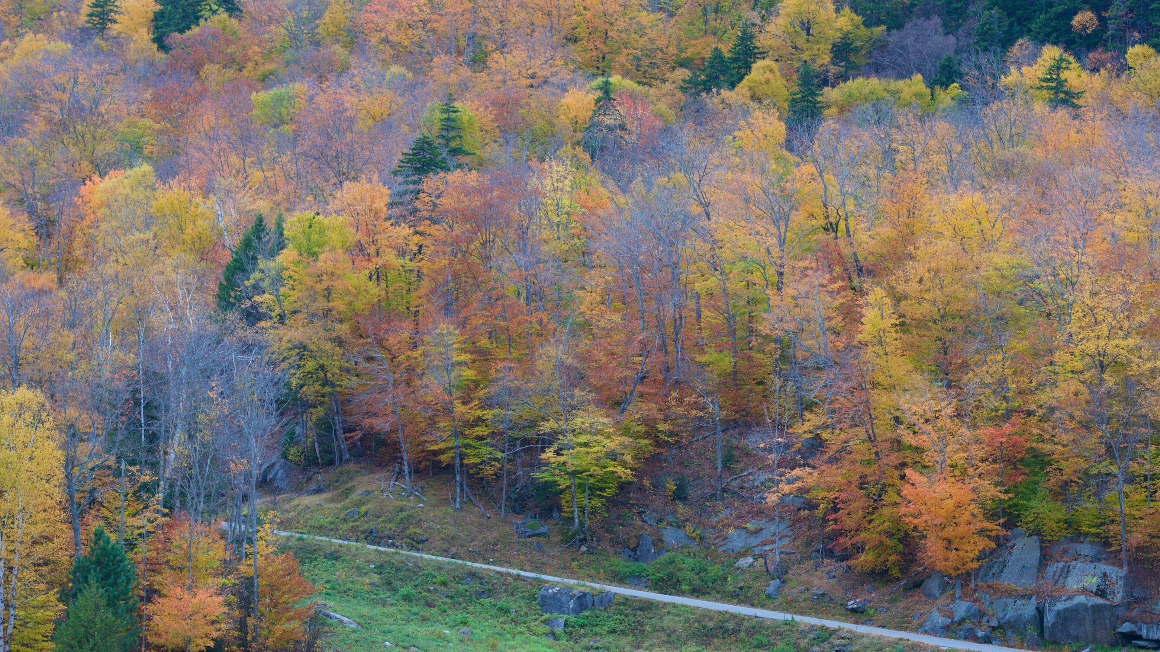 Mount Washington State Park which includes forest scenes and fall colors
