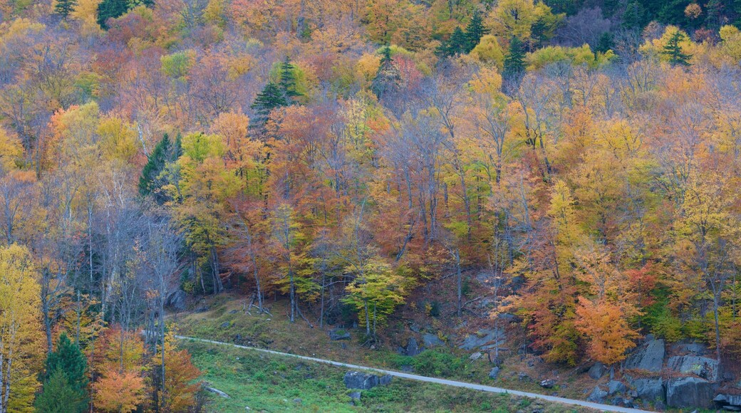 Mount Washington State Park qui includes feuilles d\'automne et scĂšnes forestiĂšres