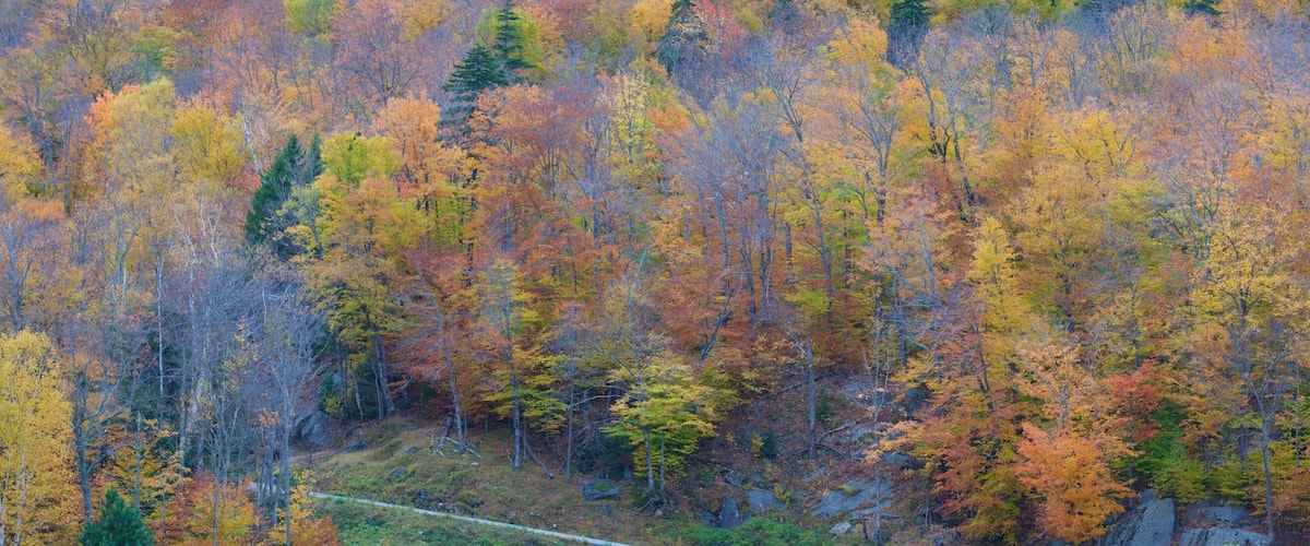 Mount Washington State Park which includes forest scenes and autumn leaves
