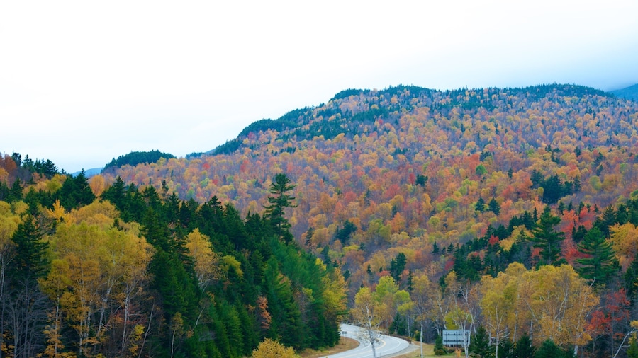 Mount Washington State Park featuring fall colors, mountains and forest scenes