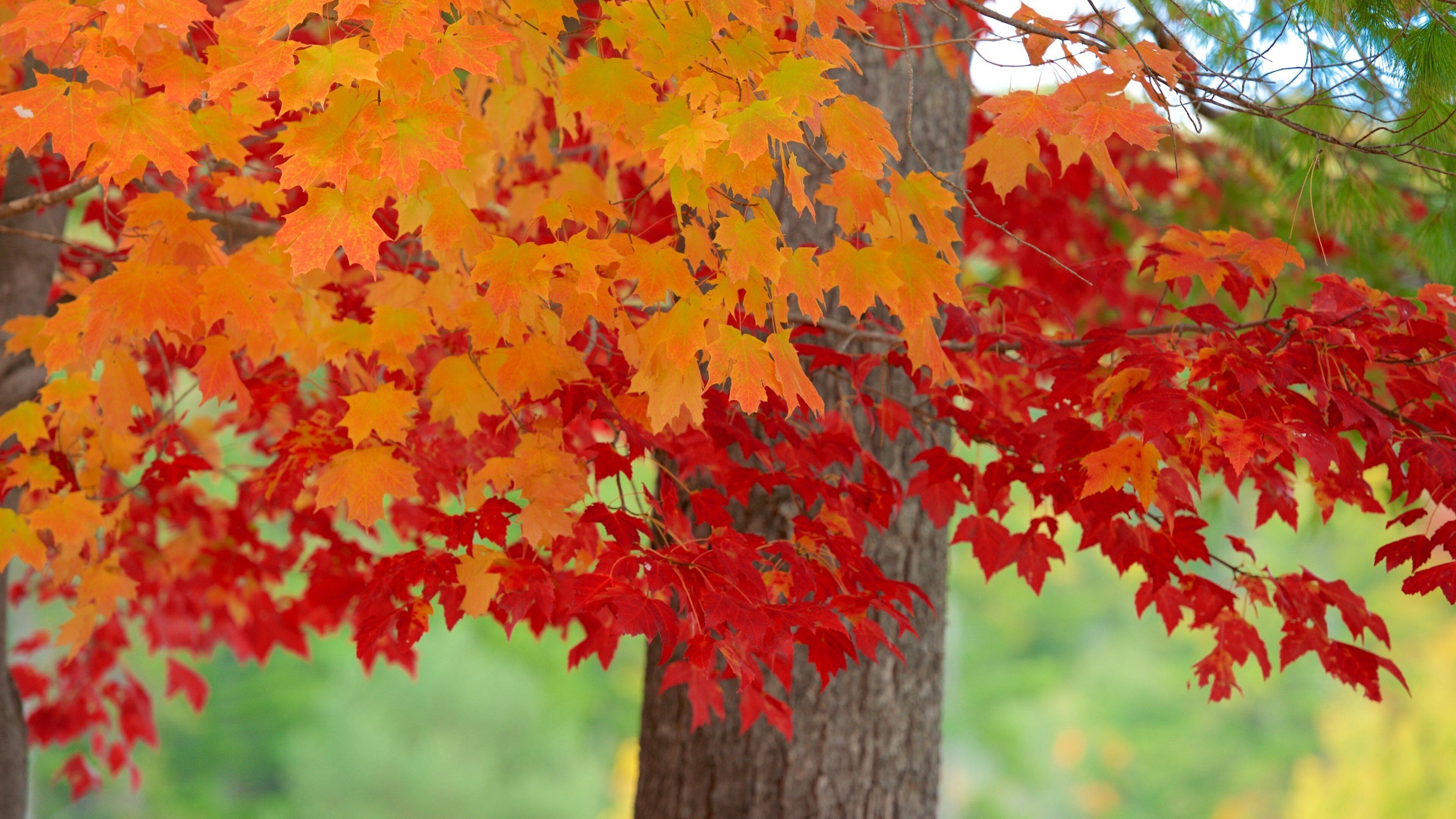 Story Land featuring autumn leaves