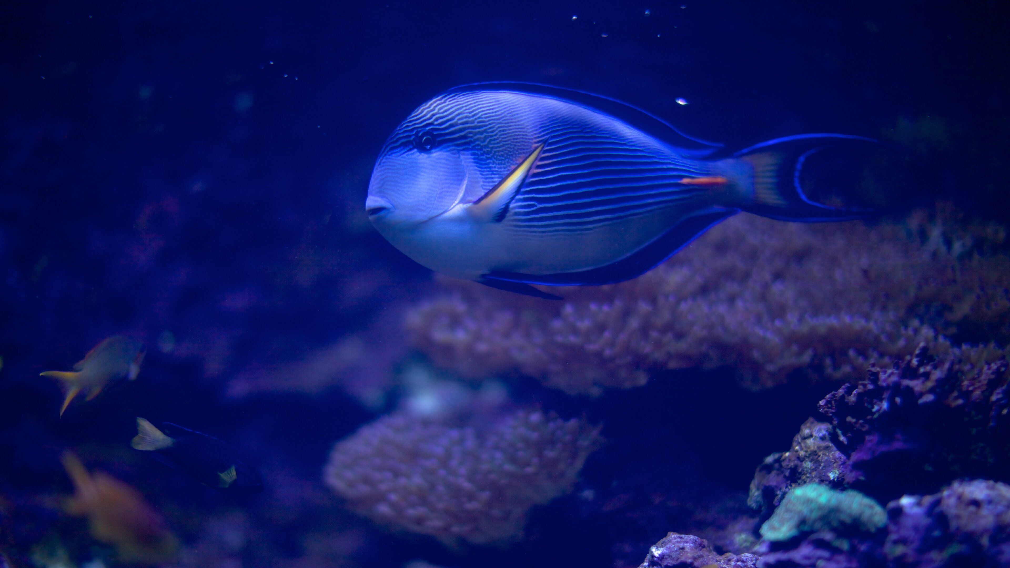 Atlantic City Aquarium mostrando animali marini