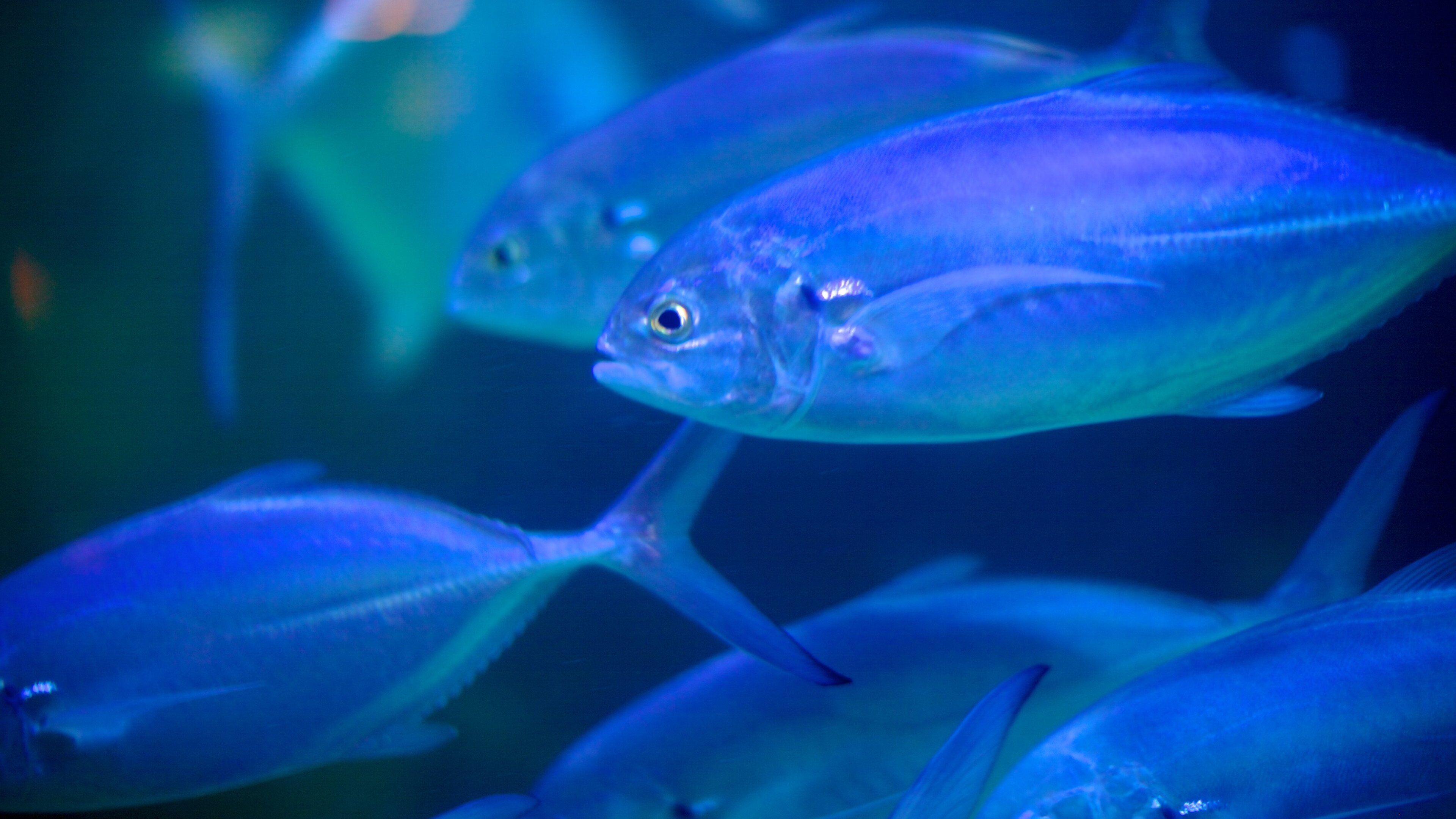 Atlantic City Aquarium showing marine life