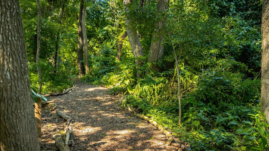 Cape May Bird Observatory