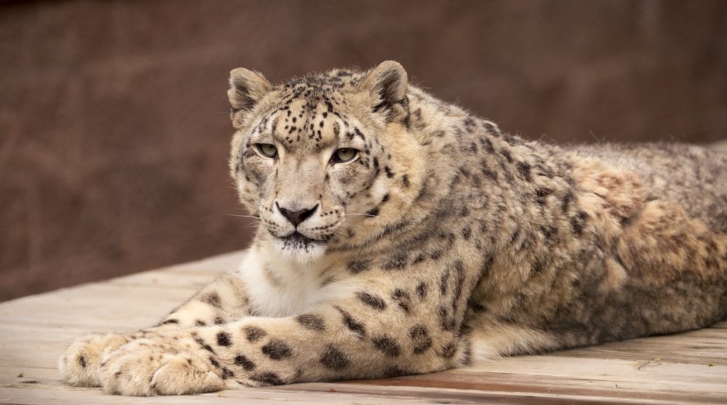 开普梅乡村动物园