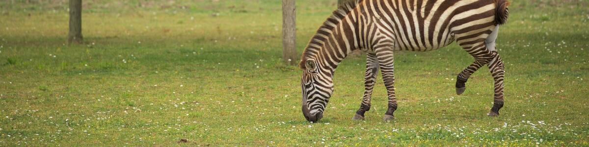 Cape May County Zoo showing land animals and zoo animals