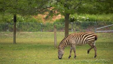 Uma zebra pastando em um campo gramado, com árvores e uma cerca ao fundo.
