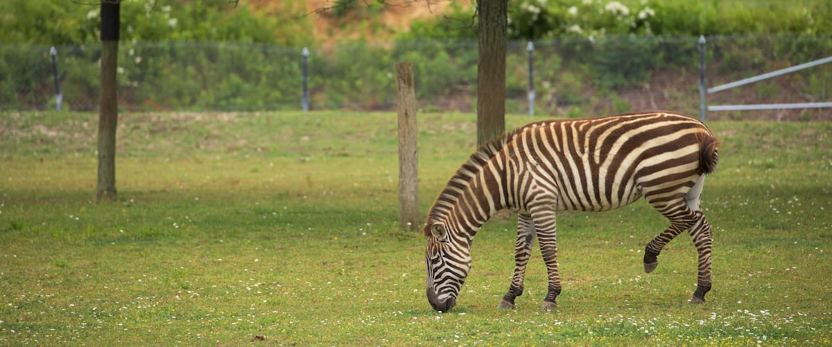 Cape May County Zoo showing land animals and zoo animals