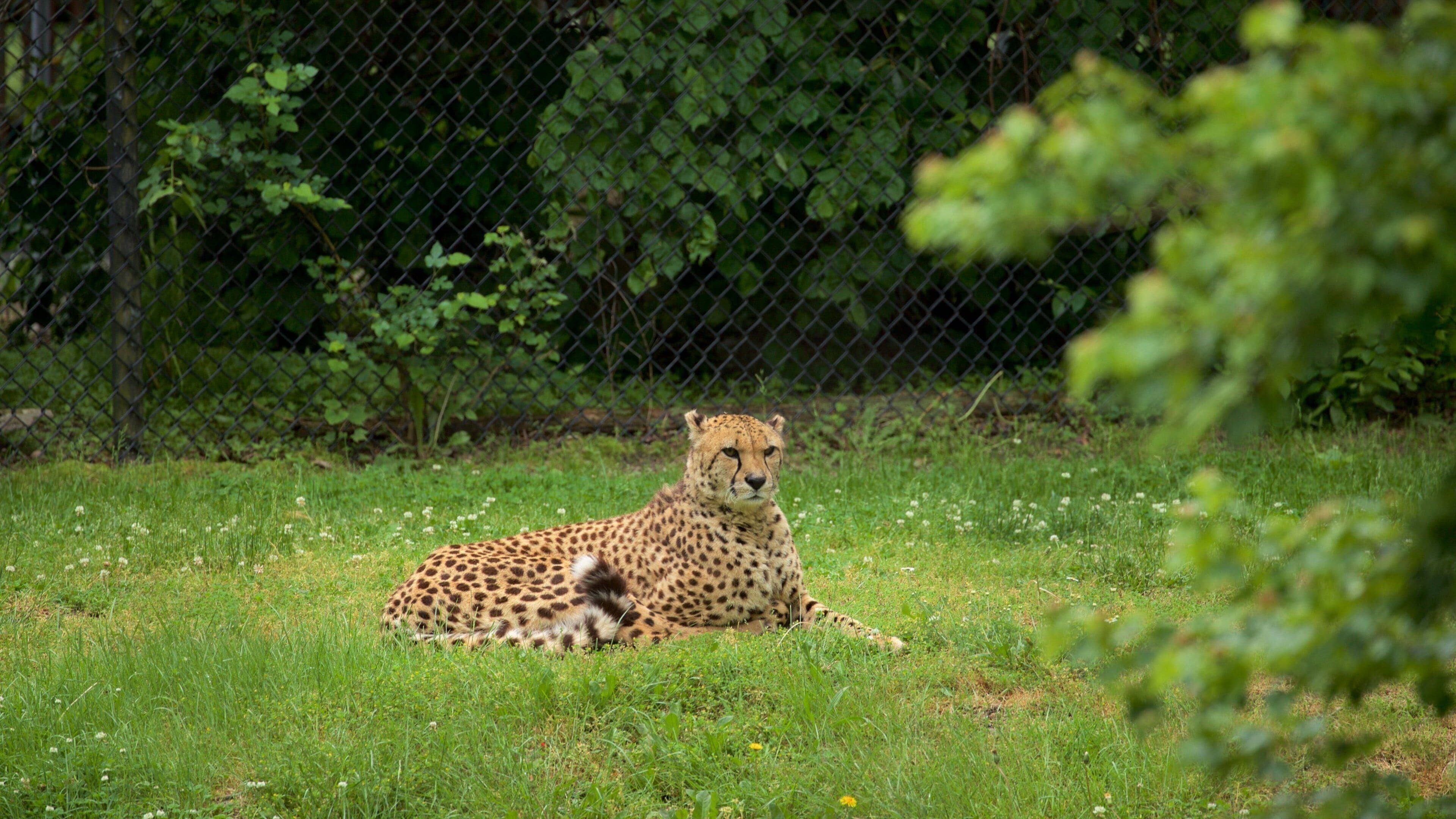 開普梅國家動物園 呈现出 動物園裡的動物, 危險動物 和 陸上動物