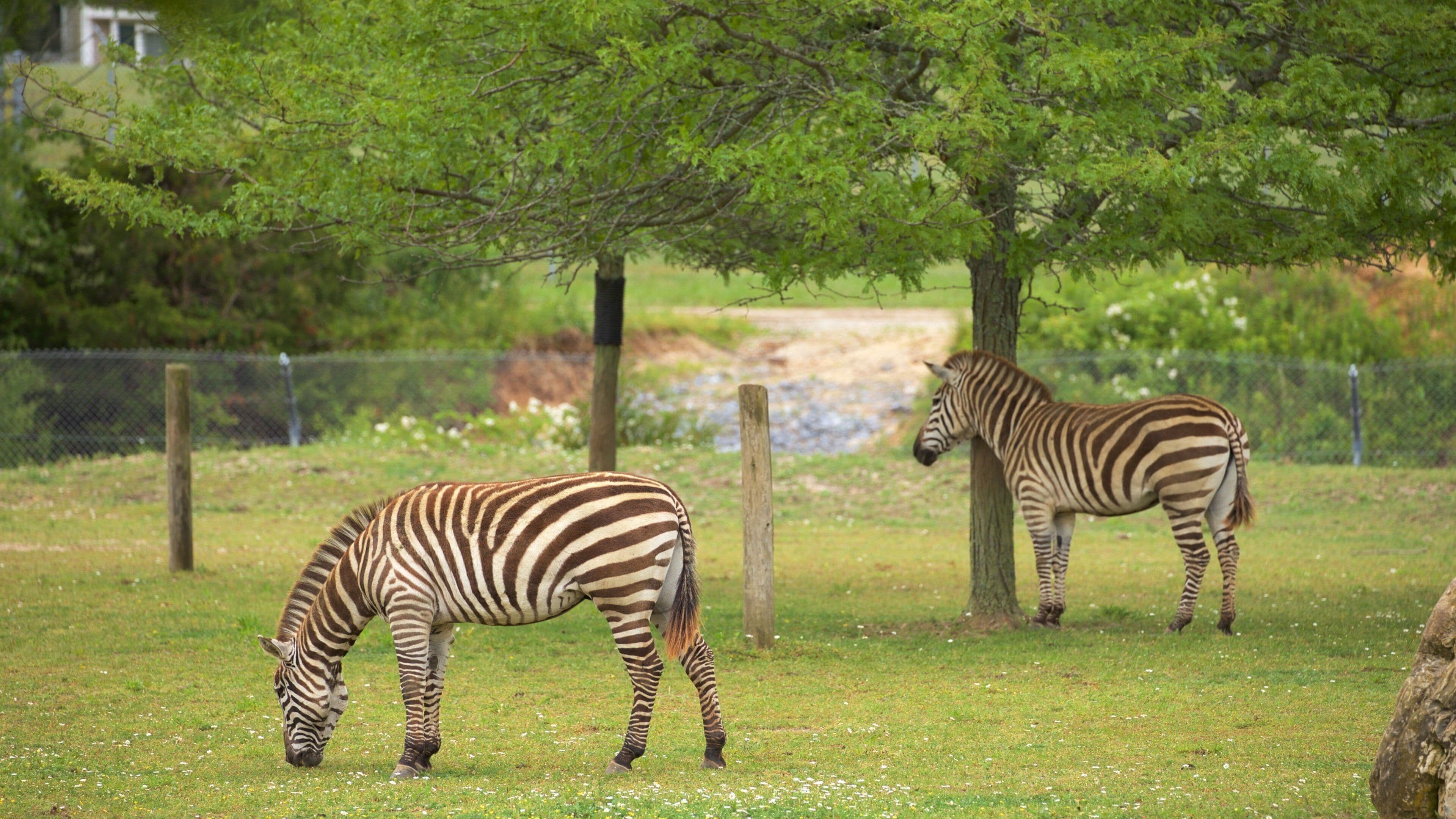 Two zebras grazing in a grassy enclosure with trees and a fence.