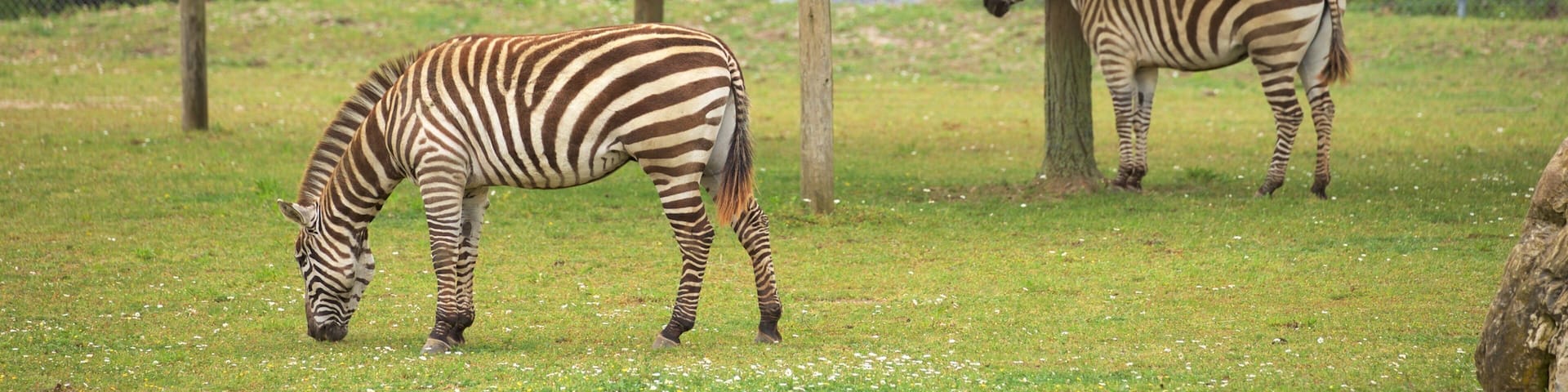 Two zebras grazing in a grassy enclosure with trees and a fence.