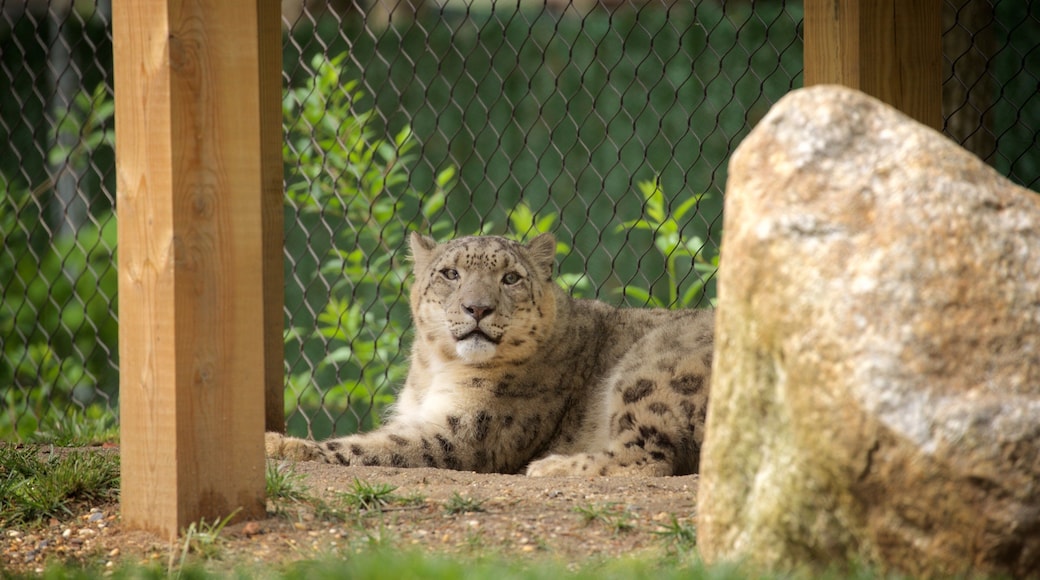 Cape May County Zoo featuring land animals, zoo animals and dangerous animals