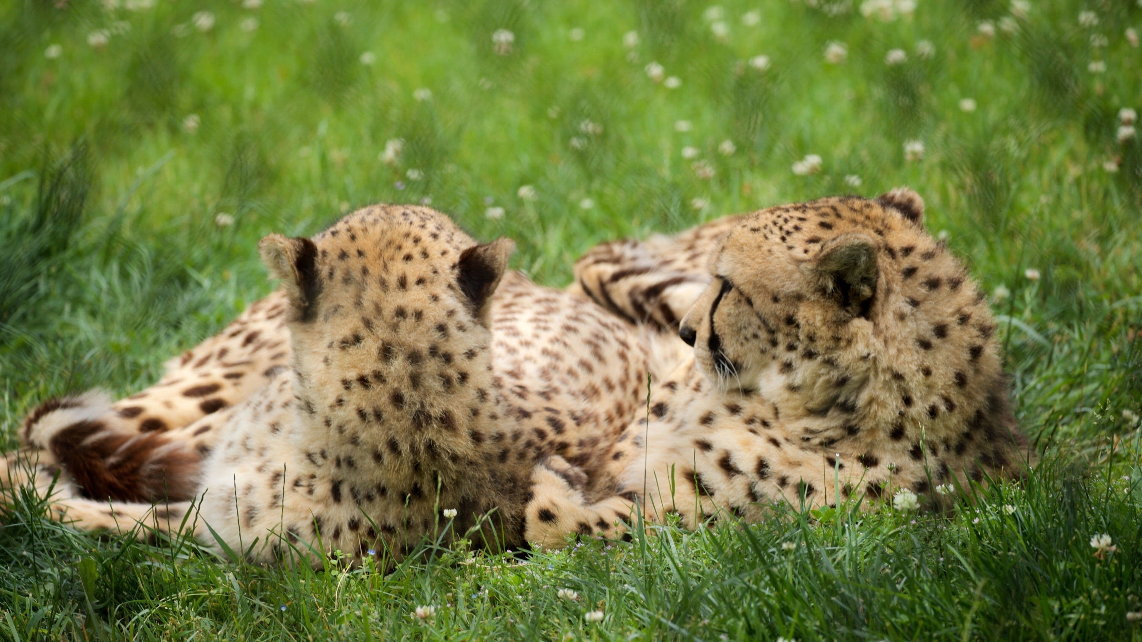 Two cheetahs lying in a grassy field.