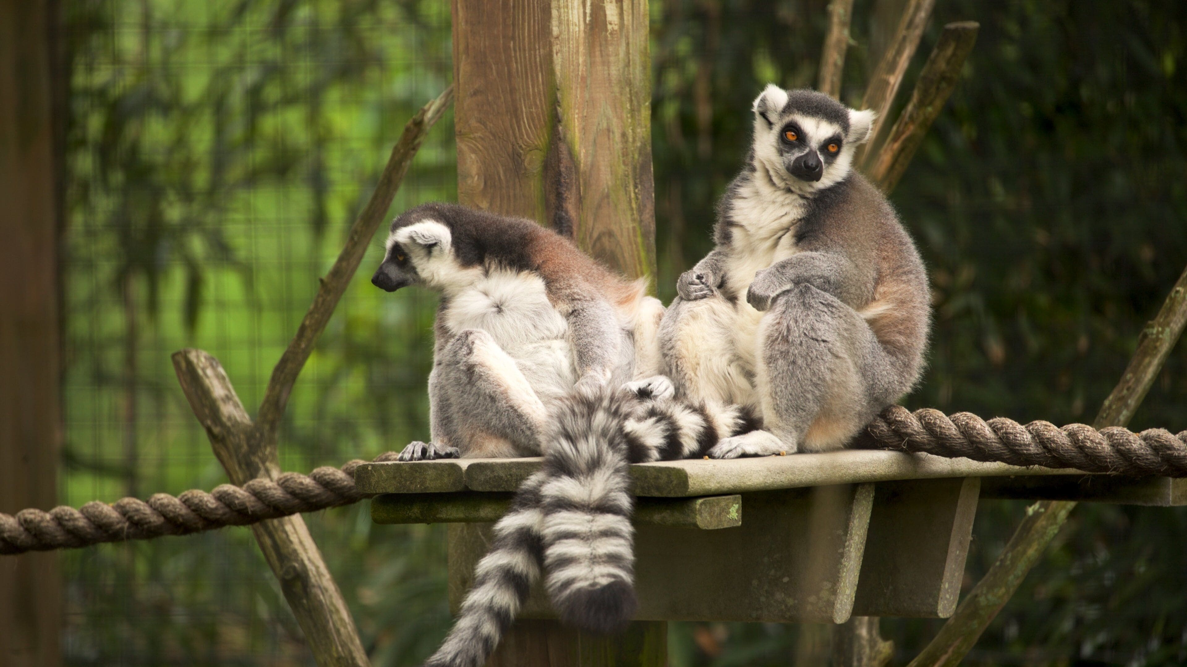 Two lemurs on a wooden platform with a rope railing, surrounded by greenery.