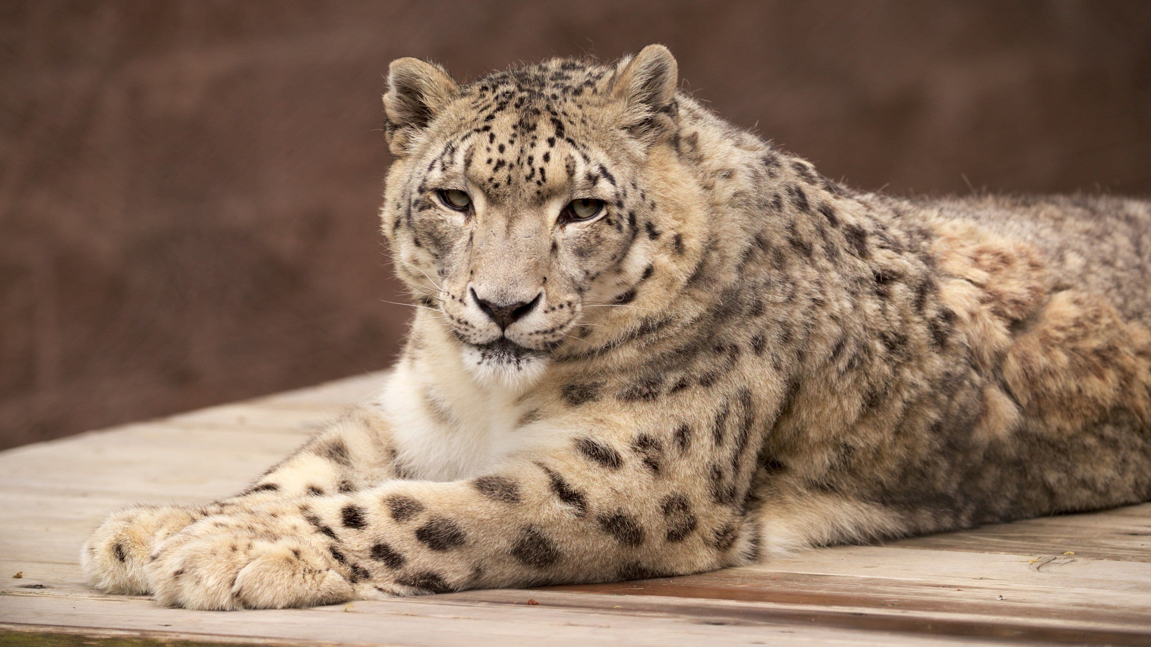 Cape May County Zoo featuring dangerous animals, land animals and zoo animals