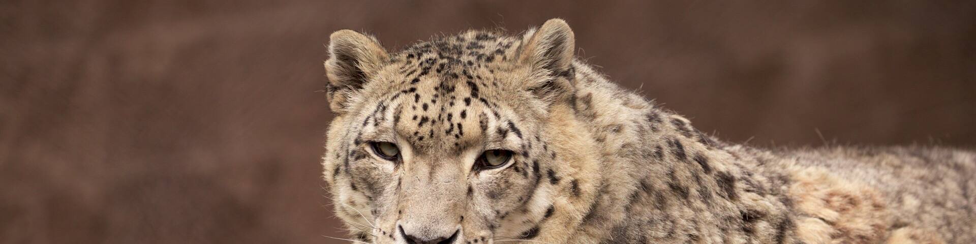 Cape May County Zoo showing land animals, zoo animals and dangerous animals