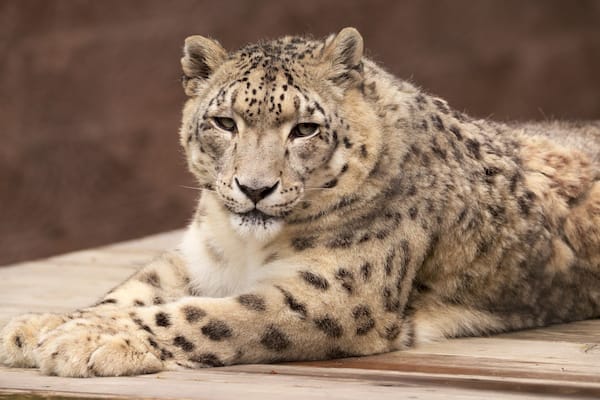Cape May County Zoo showing land animals, zoo animals and dangerous animals