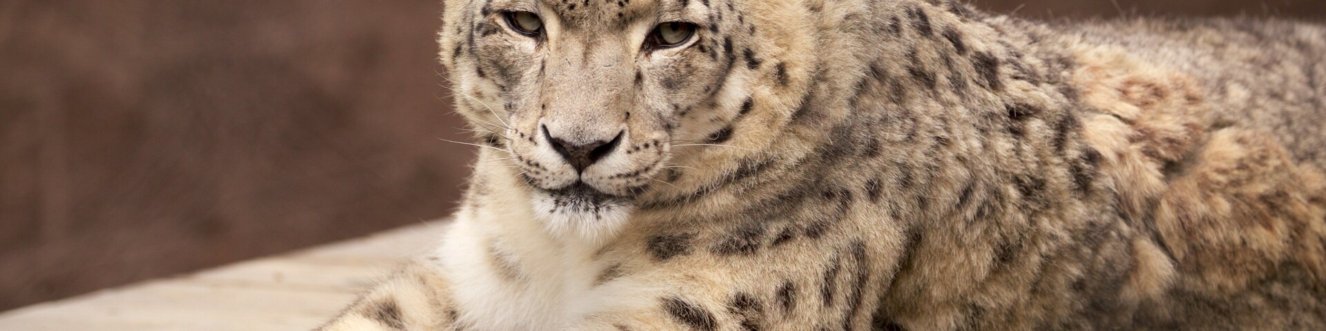 Cape May County Zoo mostrando animais terrestres, animais perigosos e animais de zoológico