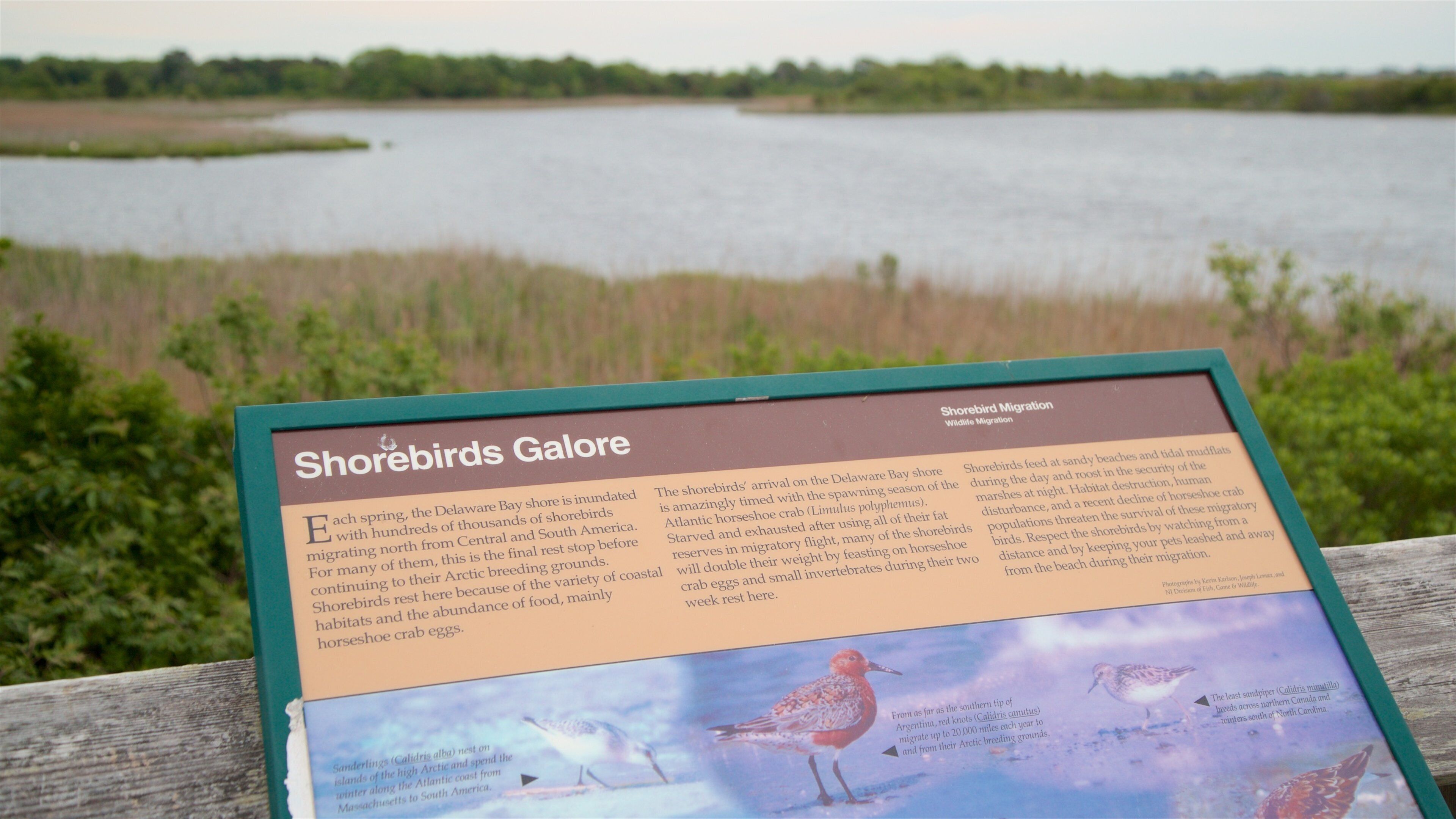 Cape May Point State Park featuring signage and wetlands