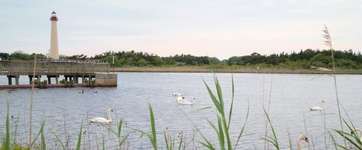 Cape May Point State Park caracterizando um lago ou charco, um farol e vida das aves