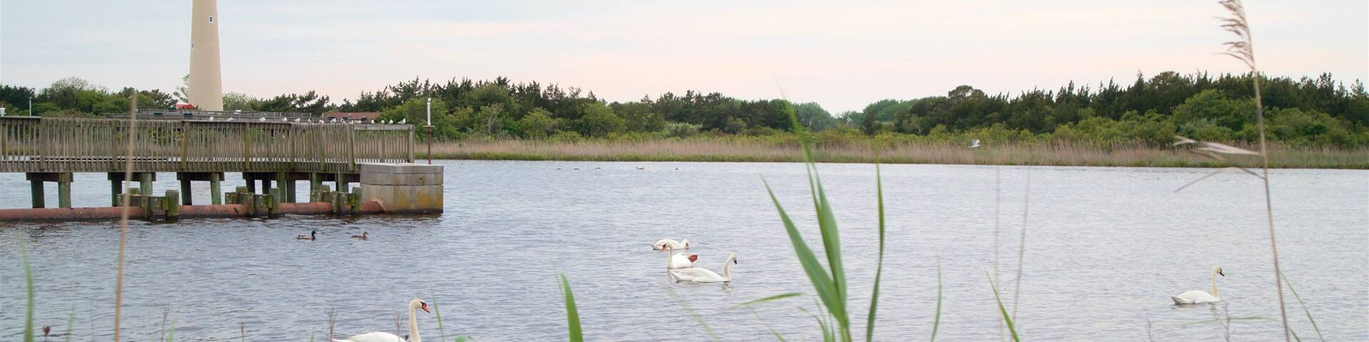 Cape May Point State Park which includes a lighthouse, bird life and a lake or waterhole