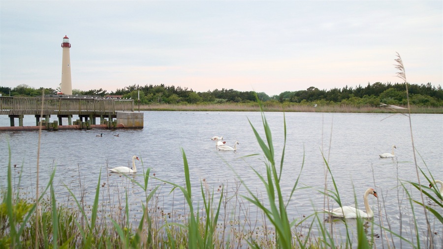 Staatspark Cape May Point inclusief een meer of poel, vogels en een vuurtoren