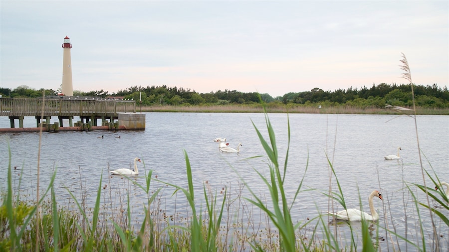 Cape May Point State Park featuring a lighthouse, bird life and a lake or waterhole