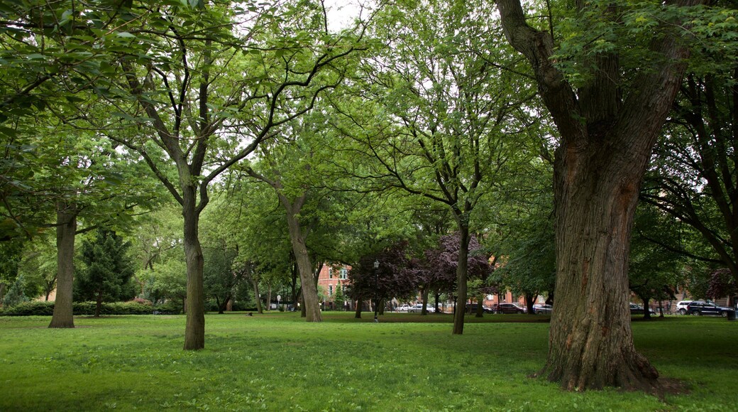 Hamilton Park showing a garden