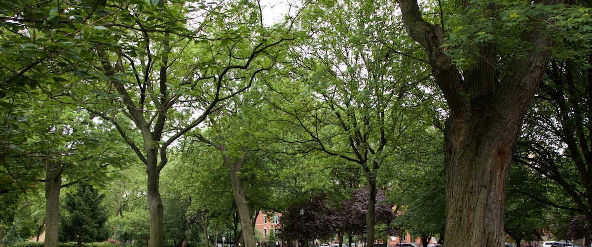 Hamilton Park showing a garden