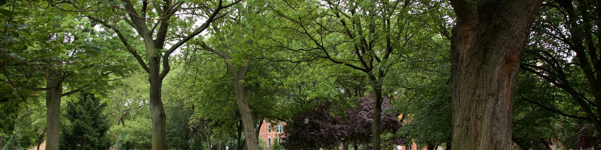 Hamilton Park showing a garden