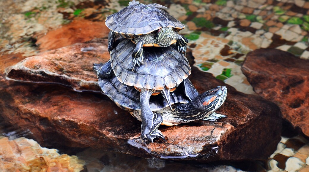 Turtle Backin elÀintarha