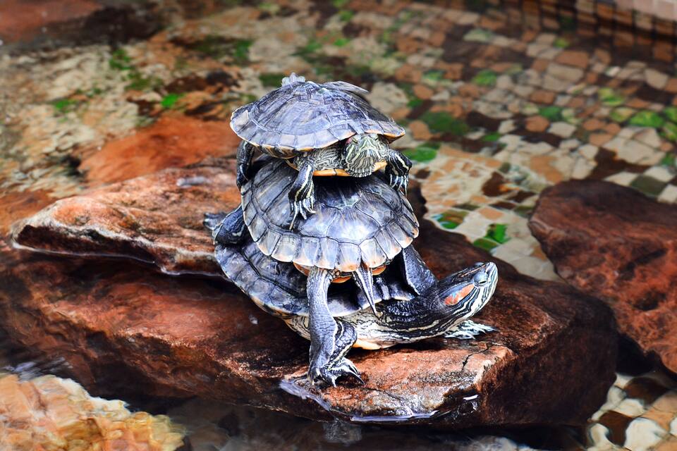 A turtle on a rock.