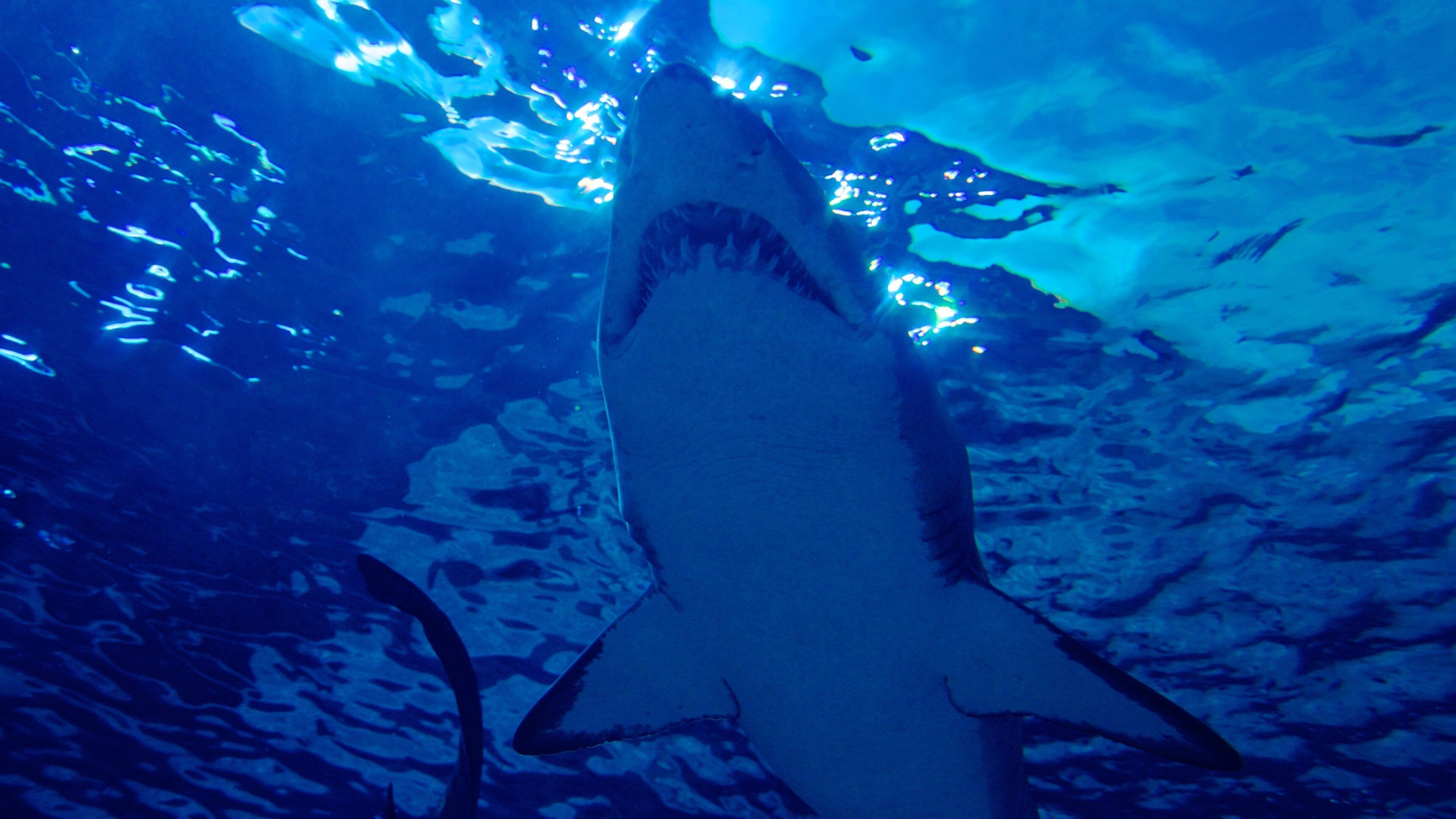 Exploring marine life at Ripley's Aquarium in Myrtle Beach showcasing a shark swimming gracefully