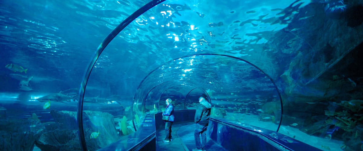 Ripley\'s Aquarium que incluye vida marina y vistas interiores