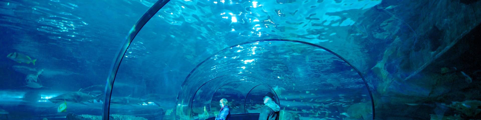 Exploring the underwater tunnel at Ripley's Aquarium in Myrtle Beach, South Carolina