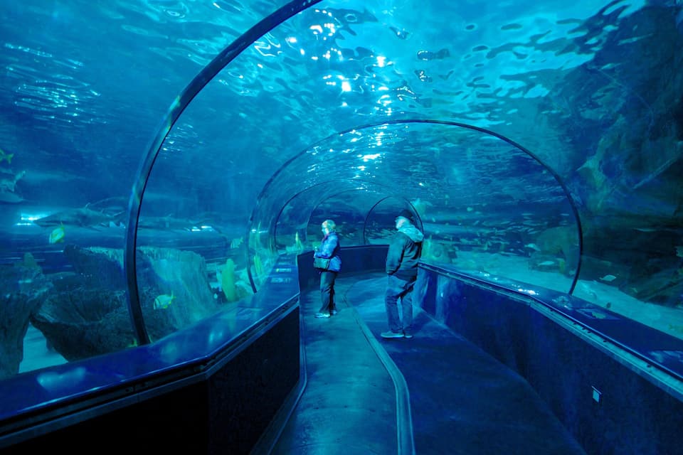 Um túnel subaquático com paredes de vidro, permitindo que visitantes observem a vida marinha.