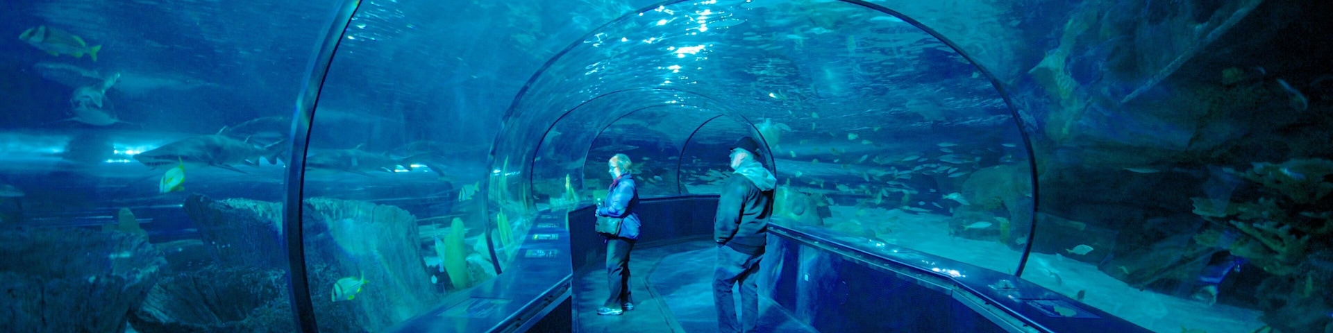 Ripley\'s Aquarium ofreciendo vida marina y vista interna