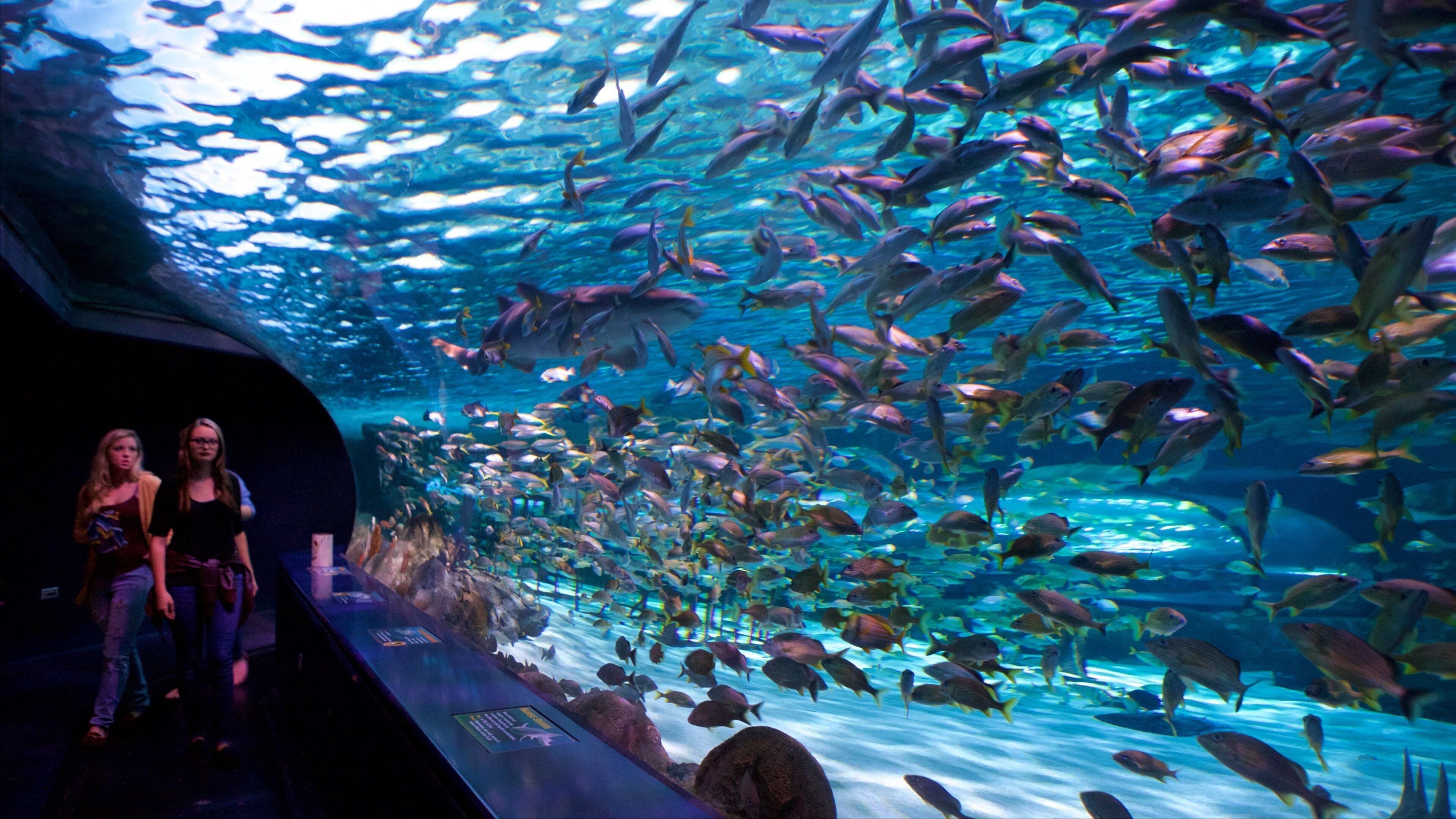 An aquarium with a large tank filled with various fish species.