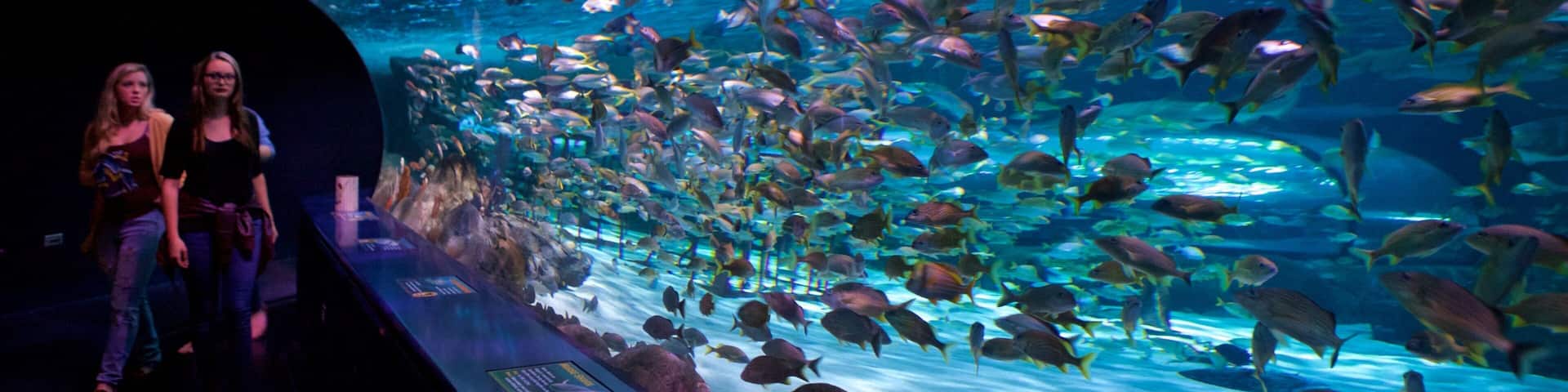 An aquarium with a large tank filled with various fish species.