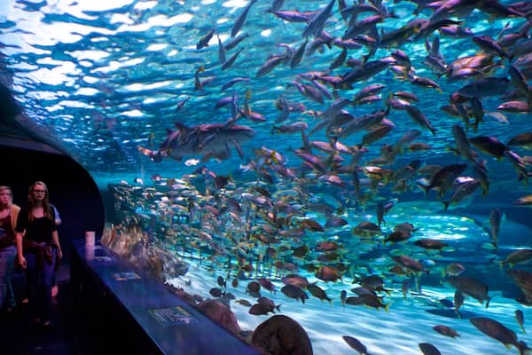 Um aquário com um tanque grande cheio de diversas espécies de peixes.