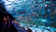 An aquarium with a large tank filled with various fish species.
