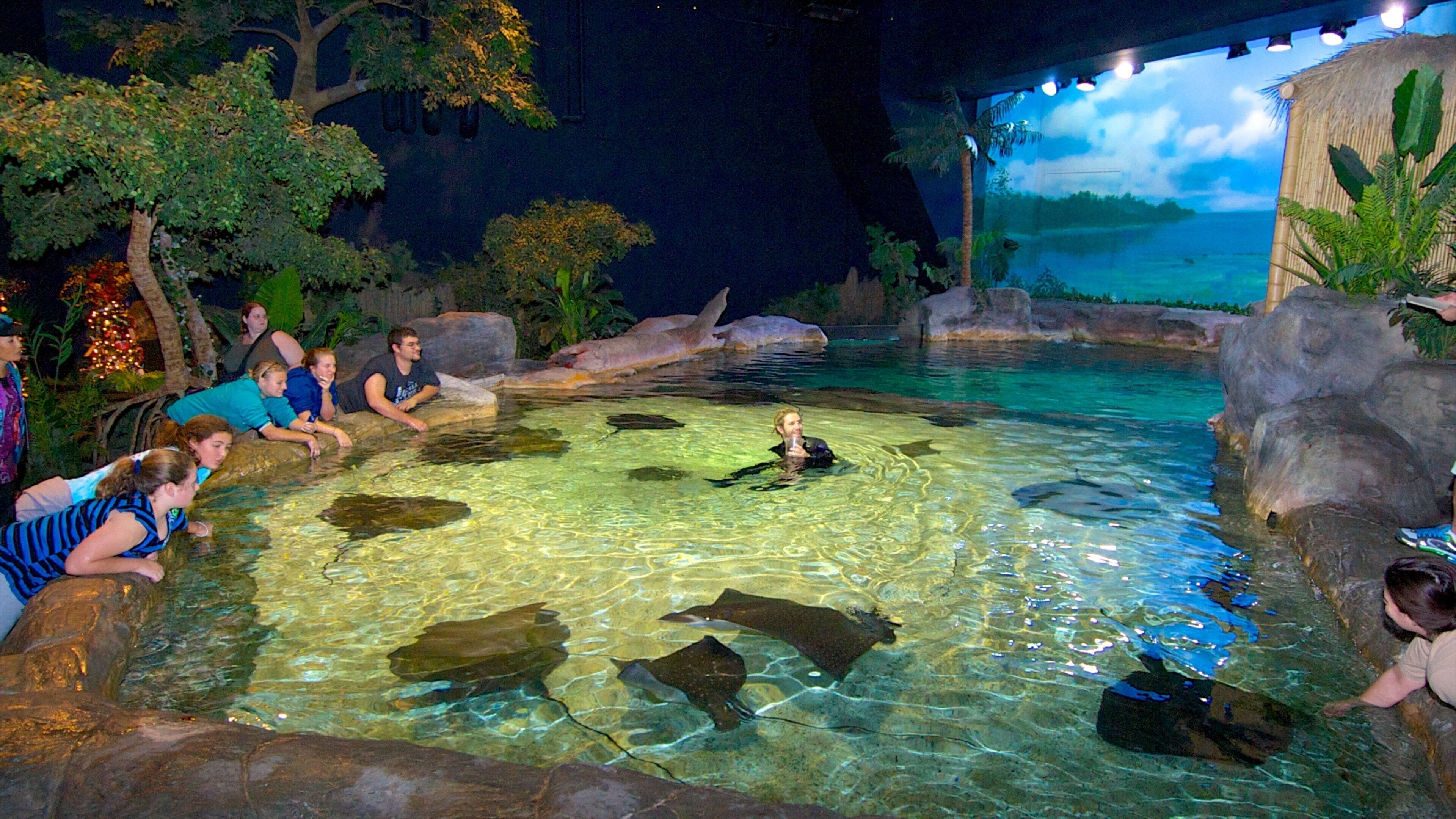 Visitors interact with stingrays at Ripley's Aquarium in Myrtle Beach South Carolina