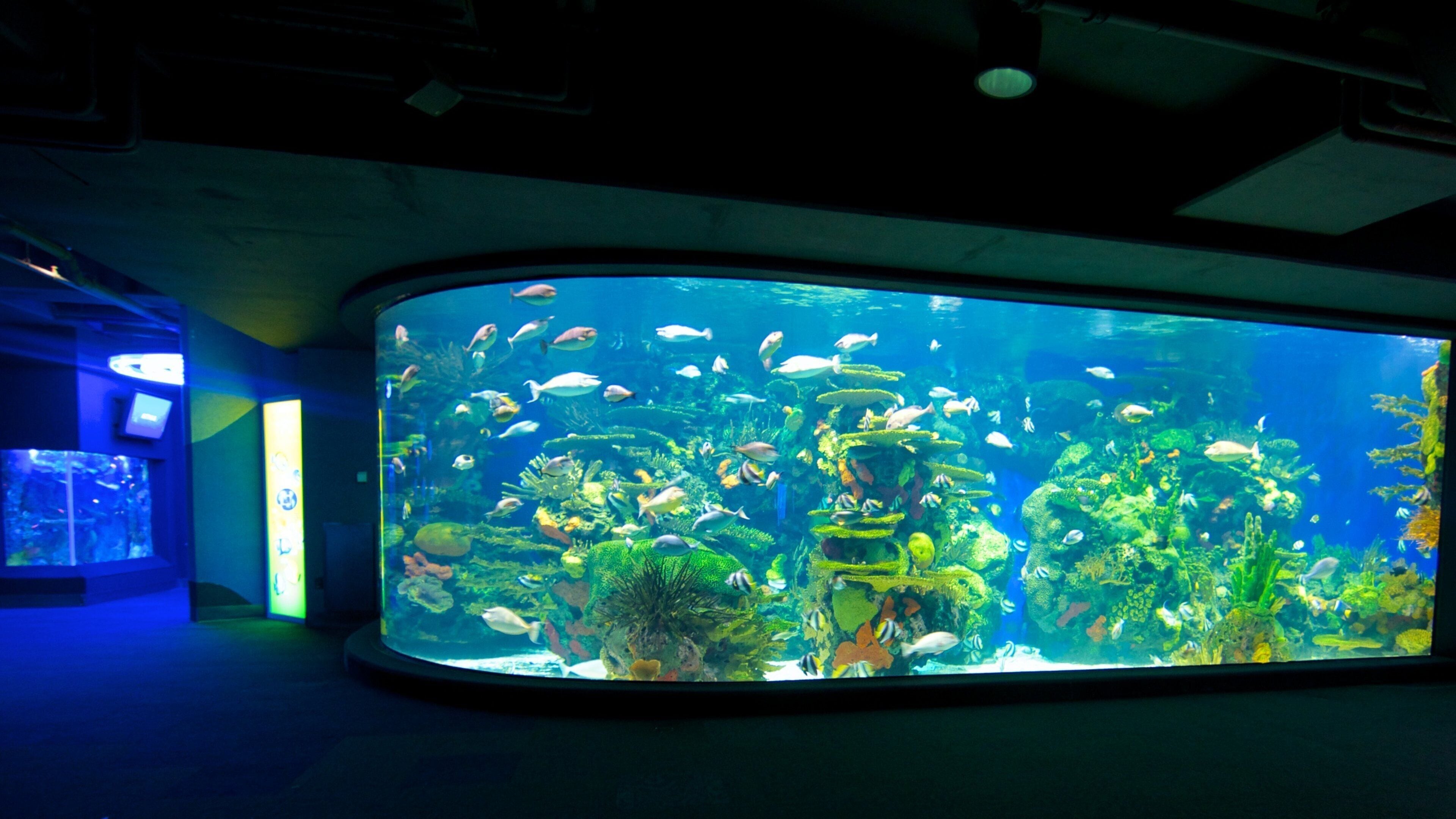Ripley\'s Aquarium showing marine life and interior views